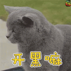 开黑，猫咪 GIF - Premade Cat Kitty GIFs