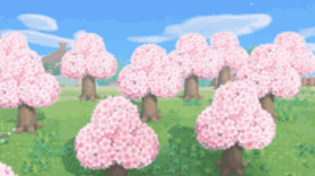 a bunch of cherry blossom trees in a field with a house in the background