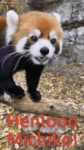 a picture of a red panda with the words henloo michiko