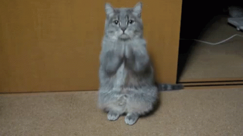 What The Fuck Are You Doing Cats GIF - What The Fuck Are You Doing Cats Whatareyoudoing GIFs