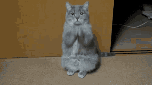 a cat is sitting on its hind legs with the words " what the fuck are you doing " behind it