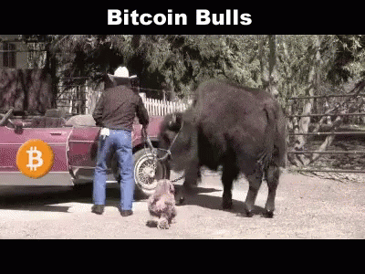 Bitcoin Bull GIF - Bitcoin Bull Market GIFs