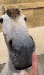a close up of a horse 's nose with a person holding a pink stick in front of it
