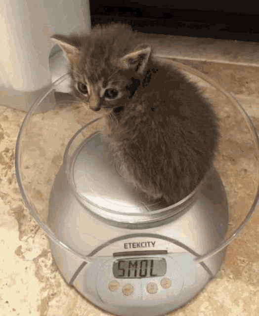 a small kitten is sitting on a scale that says 5mol
