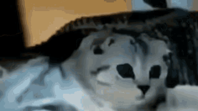 Cat Shocked GIF - Cat Shocked What GIFs