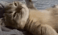 a close up of a cat laying on its back on a bed looking at the camera .