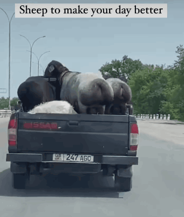 sheep-butt-sheep-truck.gif