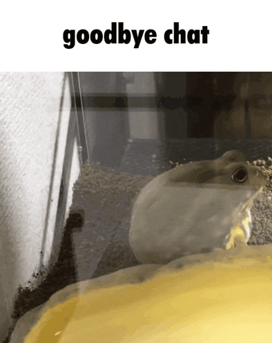 a picture of a frog in a tank with the words goodbye chat above it
