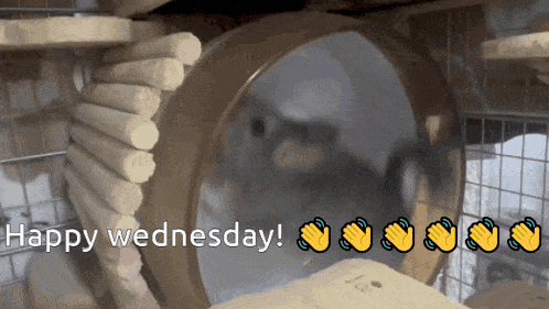 a happy wednesday greeting with a picture of a hamster