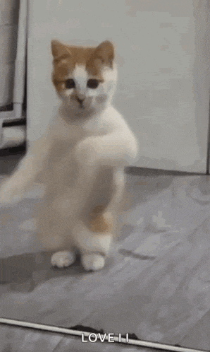 a cat is dancing in front of a mirror on the floor .