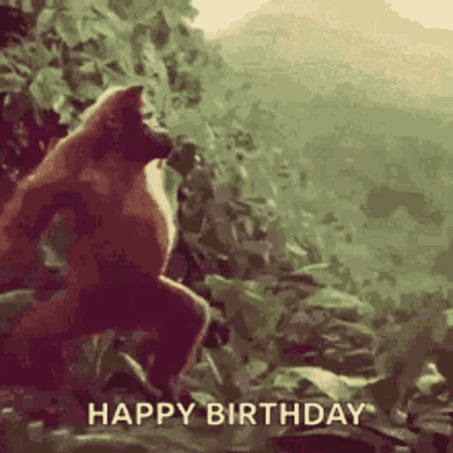 a monkey is standing in the jungle and says happy birthday .