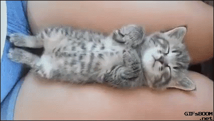 Sleepy Kittty GIF - Cat Sleeping Kitty GIFs