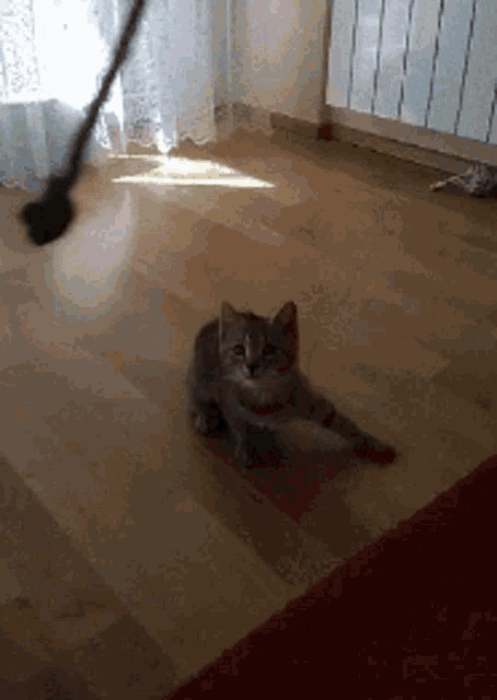 a cat is playing with a toy on a wooden floor
