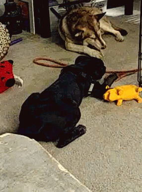 Dogs Playtime GIF - Dogs Playtime Barking GIFs