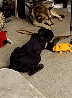a black dog sitting next to a yellow stuffed animal on the floor