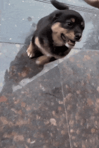 Doggie Good Doggie GIF - Doggie Good Doggie Petting The Doggy GIFs