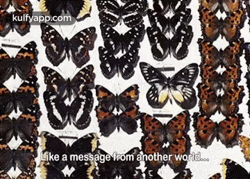 Like A Message From Another World...Gif GIF - Like A Message From Another World.. Rug Insect GIFs