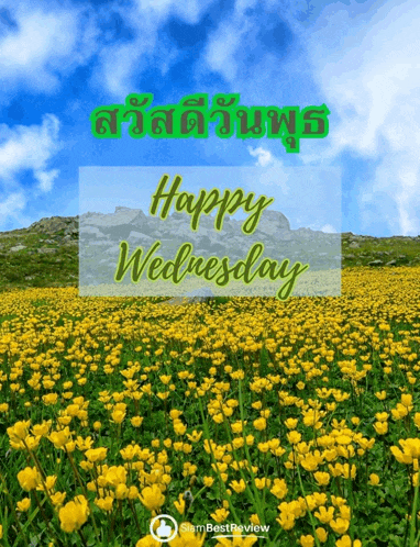 a field of yellow flowers with the words happy wednesday written on it