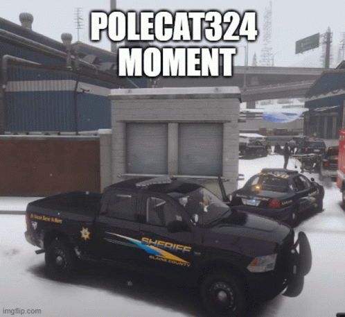 Polecat GIF - Polecat GIFs