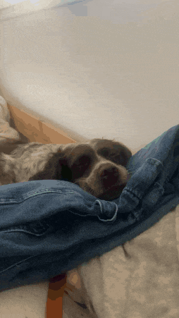 a dog is laying on top of a pair of jeans