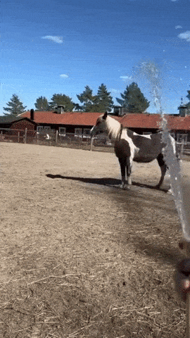 Horse Spinning GIF - Horse Spinning Horse Spinning GIFs