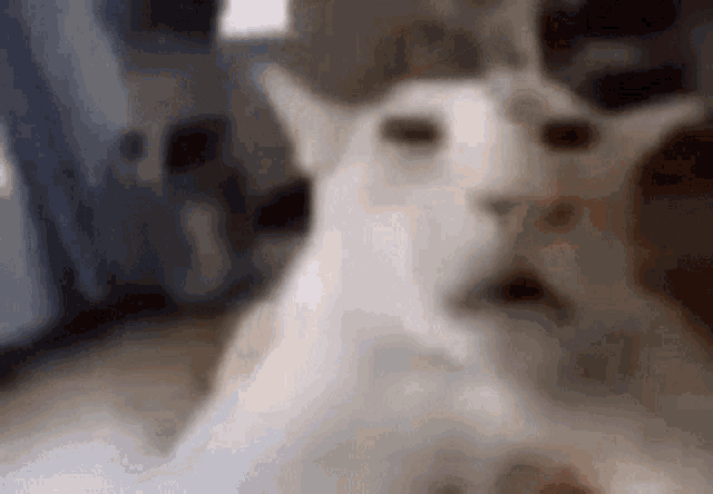 a blurry picture of a white cat with its mouth open .