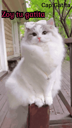 a white cat with a bow on its head is sitting on a wooden railing with the caption cap gatita