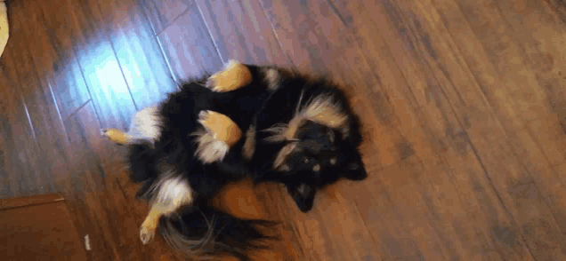 a black and white dog is laying on its back on a wooden floor