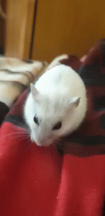 Bela Hamster GIF - Bela Hamster Cute Hamster GIFs