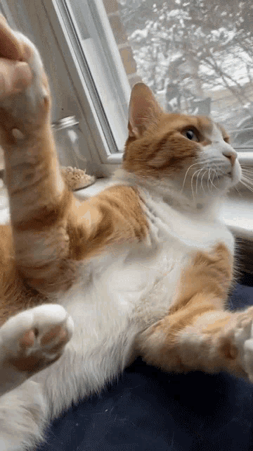 an orange and white cat is laying on its back on a window sill