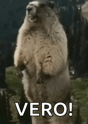 a groundhog is standing on its hind legs with the word vero written on the bottom .