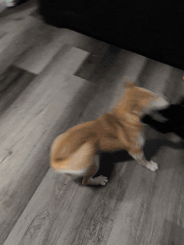 a dog is running on a wooden floor