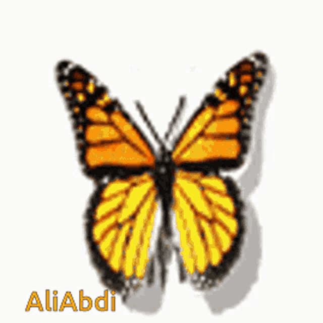 a picture of a butterfly with the name aliabdi above it