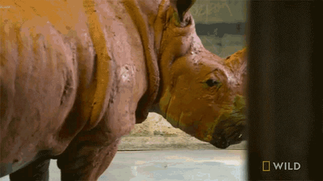 Stare Rhino Gets A Mud Bath Secrets Of The Zoo GIF - Stare Rhino Gets A Mud Bath Secrets Of The Zoo World Rhino Day GIFs