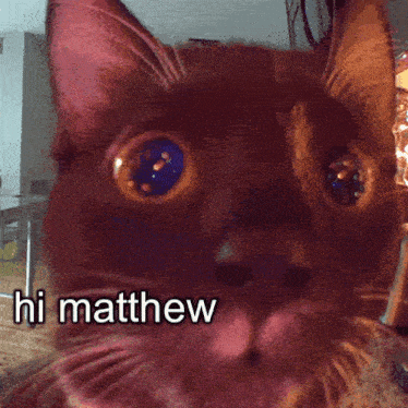 Hi Matthew Cat Stare GIF - Hi Matthew Cat Stare GIFs
