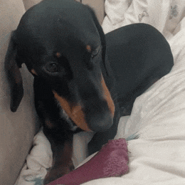 a dachshund is laying on a bed and looking at the camera
