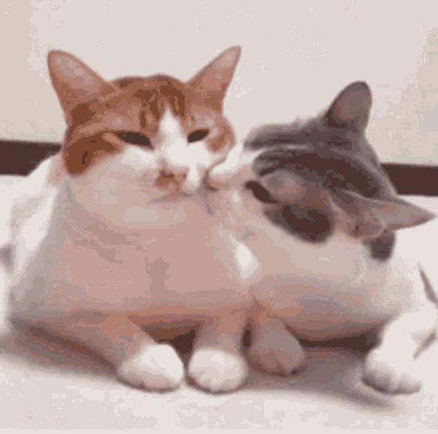 Kitten Cute Kitten Cute Kiss Discover And Share S