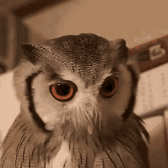 Owl Angry GIF - Owl Angry GIFs