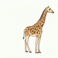Giraffe Give Birth GIF - Giraffe Give Birth Giving Birth GIFs