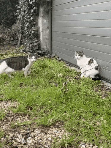 a gray and white cat is standing in the grass next to another cat