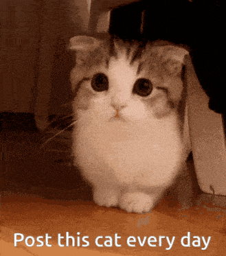 a picture of a cat with the words post this cat every day