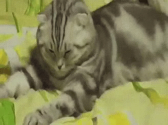 Sick Kitteh No Want GIF - Sick Kitty Cat Kitteh GIFs