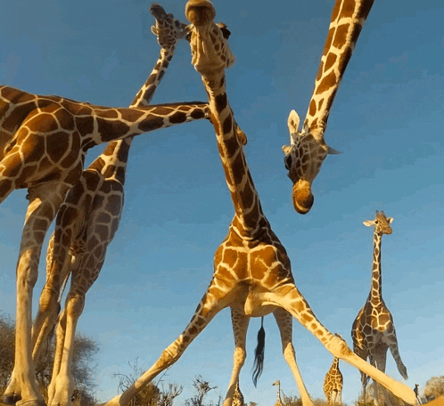 a group of giraffes are standing in a line with their legs crossed