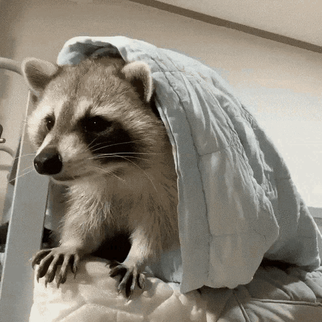Raccoon Retreat GIF - Raccoon Retreat Withdraw GIFs