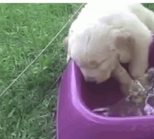 Thirsty Struggle GIF - Thirsty Struggle Passed Out GIFs