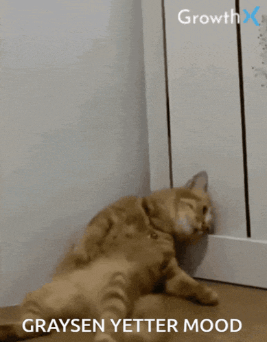 a cat laying on the floor next to a wall with the caption graysen yeter mood