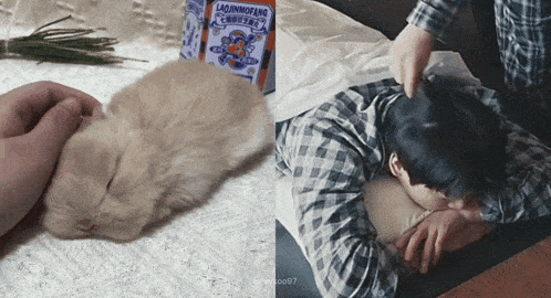 a person petting a kitten next to a box that says lao jinmofang