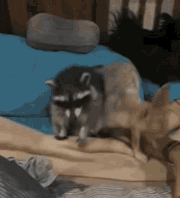 Fox And Raccoon What GIF - Fox And Raccoon What What Did You Say GIFs