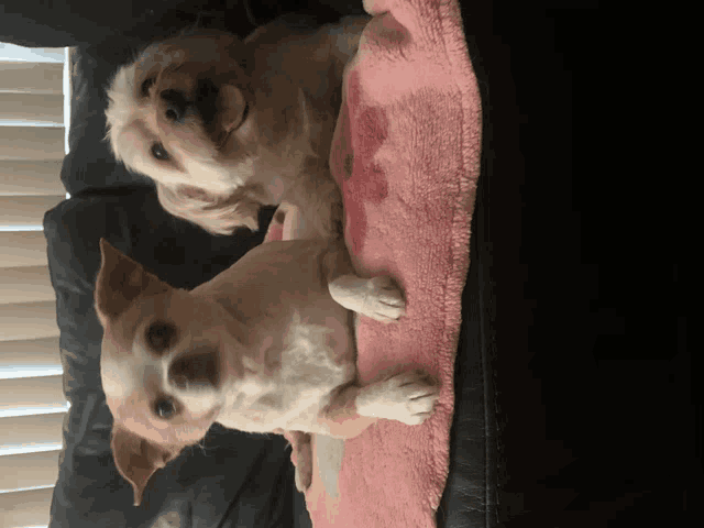 two small dogs are laying on a pink heart shaped blanket