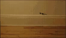 Cat Deal GIF - Cat Deal With GIFs